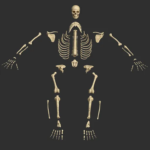 Human male stylized skeleton bones