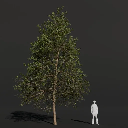 Black Alder Medium