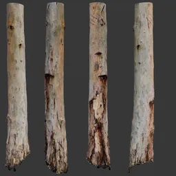 Tree Trunk Scan