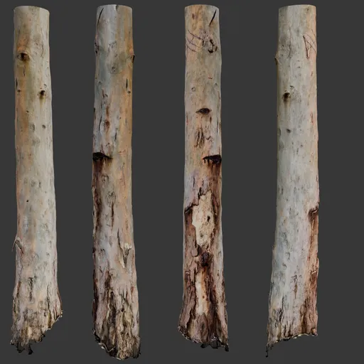 Tree Trunk Scan