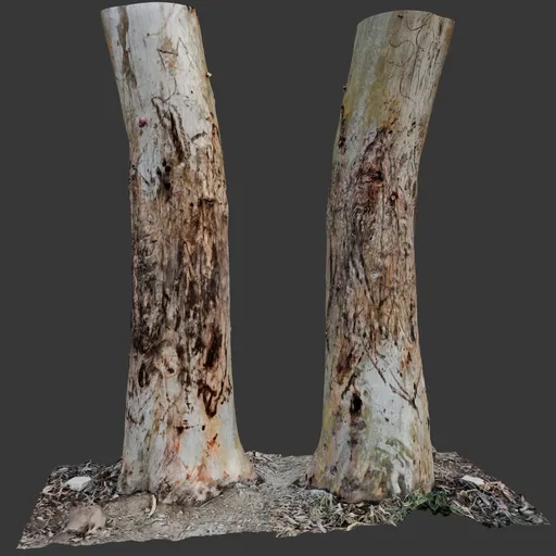 Eucalypt Stumps