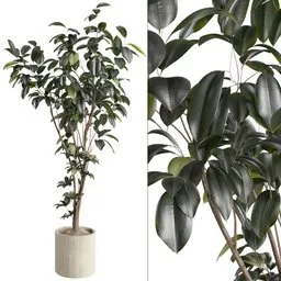 Ficus