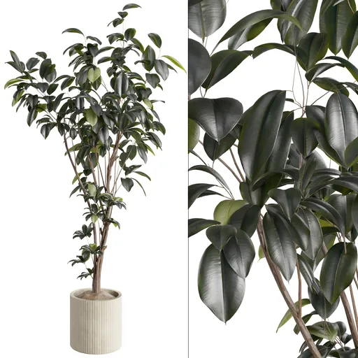 Ficus