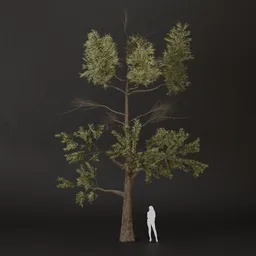 SJ-Golden Hour Pine Tree