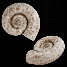 Limestone Ammonite Fossil