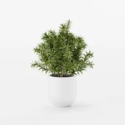 Indoor Plant