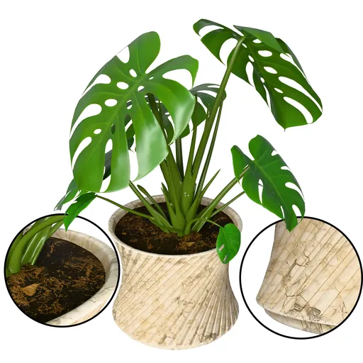Monstera Plant
