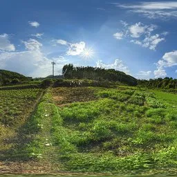 Green fields