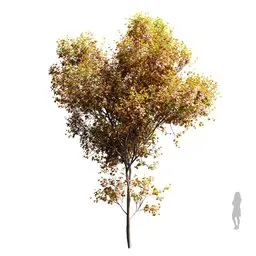 Real Tree Acer Saccharinum Autumn