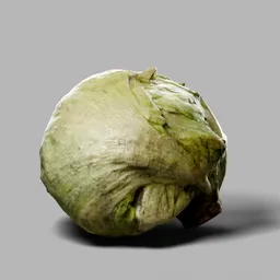 Fresh Organic White Cabbage