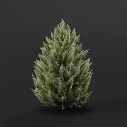 Red Cedar Bush Large