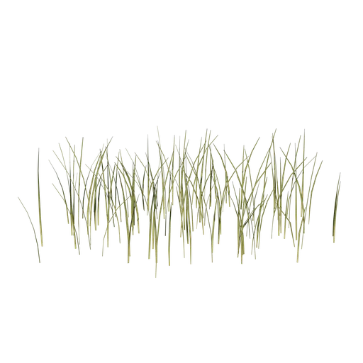 Small Grass Patch