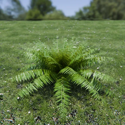 Hard Fern