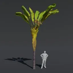 "High-quality Tree Banana Palm 3D model for Blender 3D with PBR textures and materials, perfect for cinematic use. Inspired by Shunbaisai Hokuei, this tall tree with big leaves and stems is rendered on Unreal 3D and suitable for scenarios such as prehistoric planets and future Miramar."