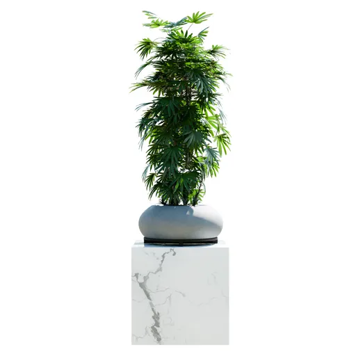 Indoor Plant Rhapis Excelsa Lady Palm