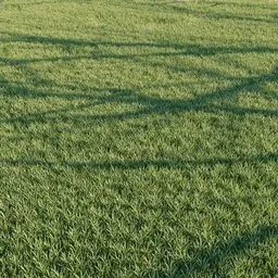 Grass