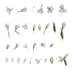 Polygonum amphibium Flower