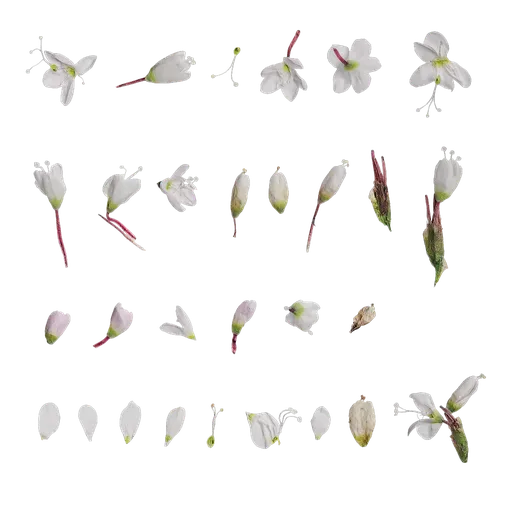 Polygonum amphibium Flower
