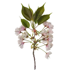 Prunus x yedoensis Atlas