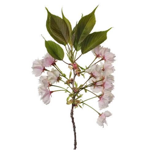 Prunus x yedoensis Atlas