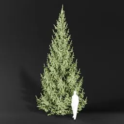 Norway Spruce Picea Abies 7.7m