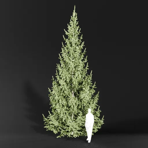 Norway Spruce Picea Abies 7.7m