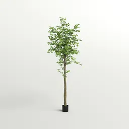 Tall Ginkgo Tree in Black Planter