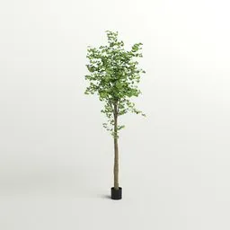Tall Ginkgo Tree in Black Planter
