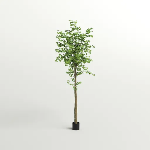 Tall Ginkgo Tree in Black Planter