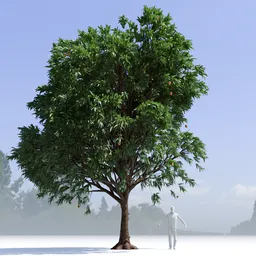 Mango Tree