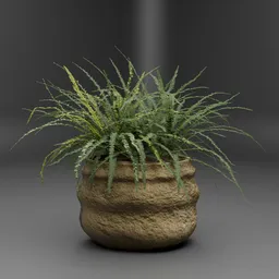 Fern Plant in Rustic Garden Pot