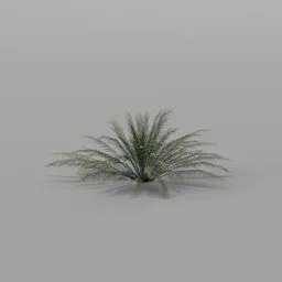 Dense Cycas