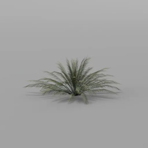 Dense Cycas