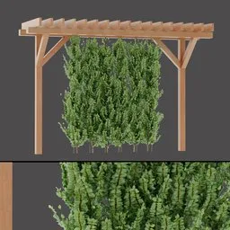 Hanging Vine Pergola