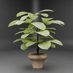Indoor Variegated Foliage Plant