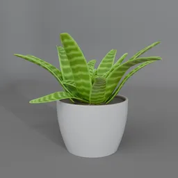 House plant