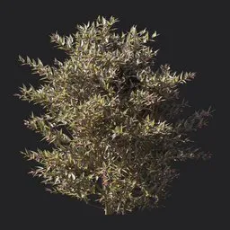 Glossy abelia