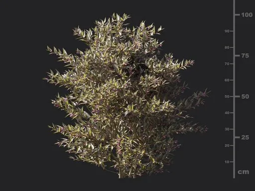 Glossy abelia