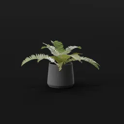 Generic Fern Small Potted