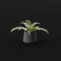 Generic Fern Small Potted