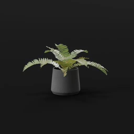 Generic Fern Small Potted