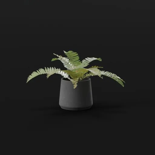 Generic Fern Small Potted