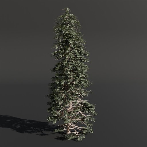 Abies Alba Silver Fir Large Wild FREE Trees models BlenderKit