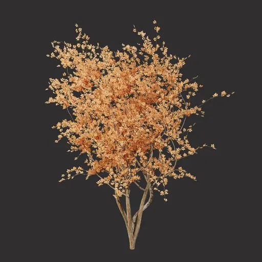 Orange Fall Tree