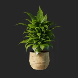 Aspidistra plant