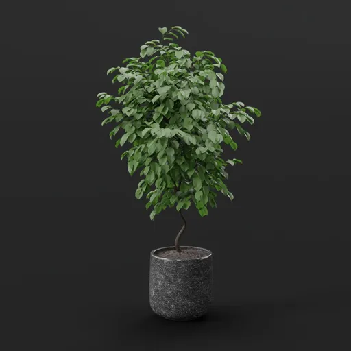 Plant