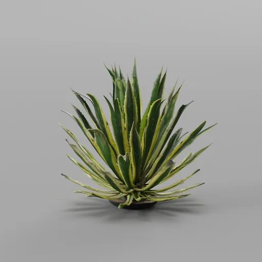 Variegated Agave Plant