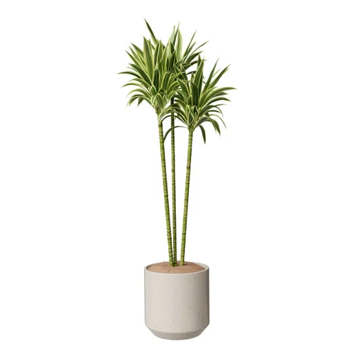 House Plant Lemon Lime Cane Dragon