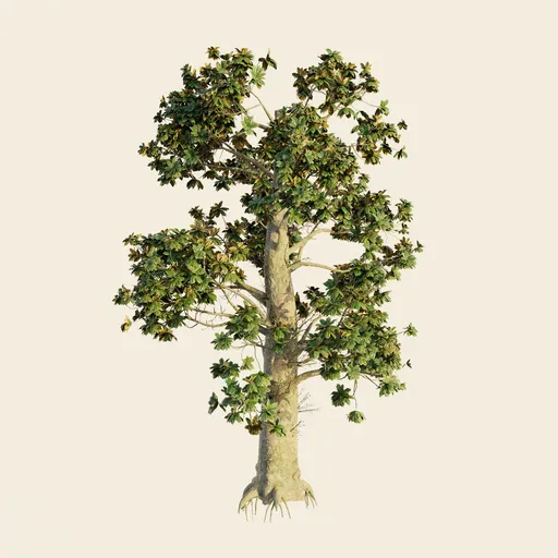 Southern Magnolia