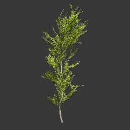 Young Tall Tree